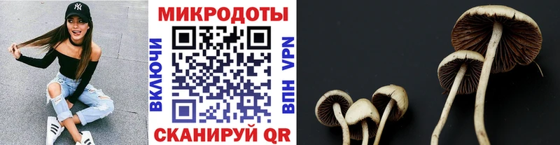 где купить наркотик  Ростов-на-Дону  Псилоцибиновые грибы Psilocybe 